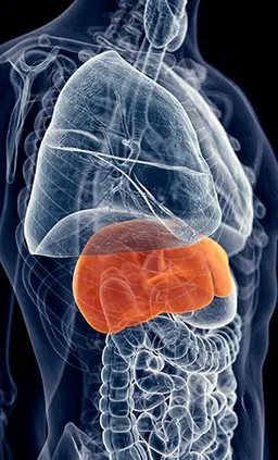 supplement for liver 
